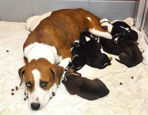 Clementine And Puppies, a Treeing Walker Coonhound, available for adoption