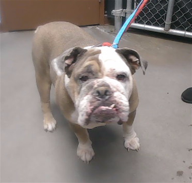 Unknown, a English Bulldog, available for adoption