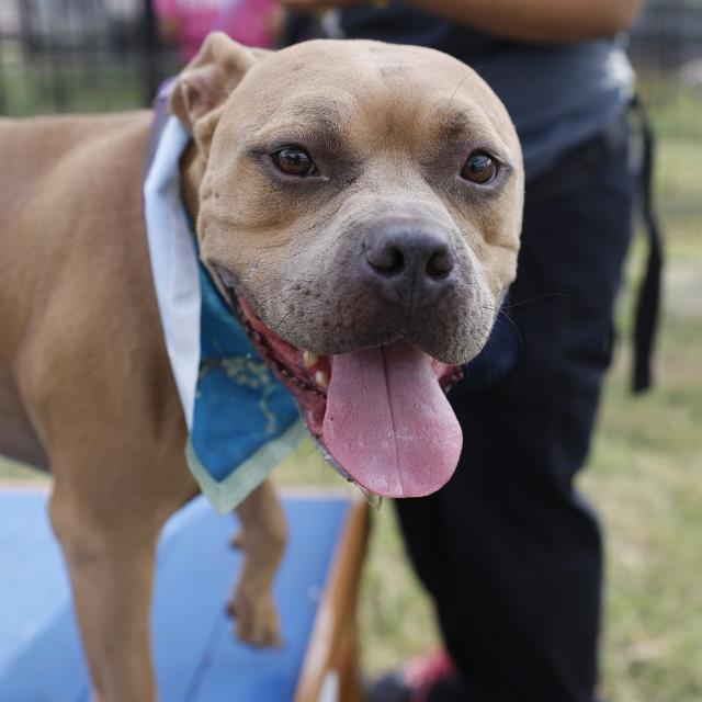 Pico, a American Staffordshire Terrier (mix breed), available for adoption