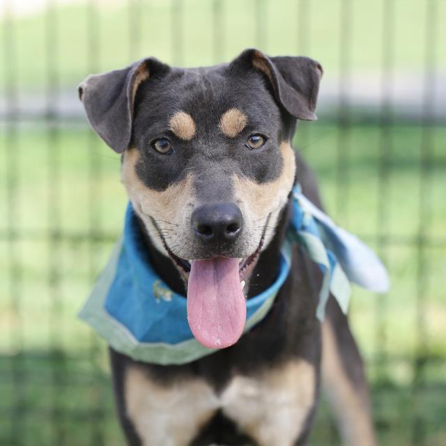 Nala, a Terrier (mix breed), available for adoption