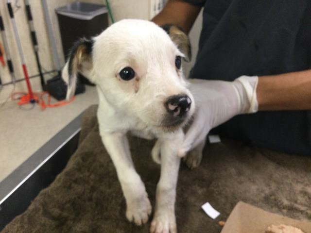 A1929271, a Terrier (mix breed), available for adoption