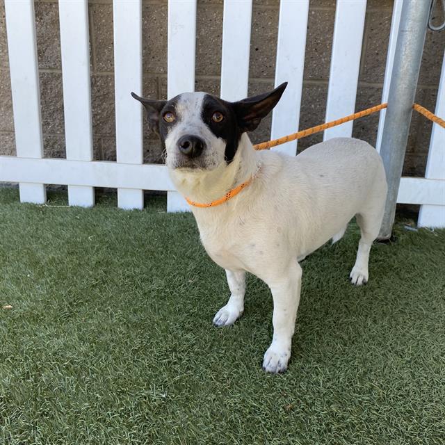 Muffin, a Smooth Fox Terrier, available for adoption
