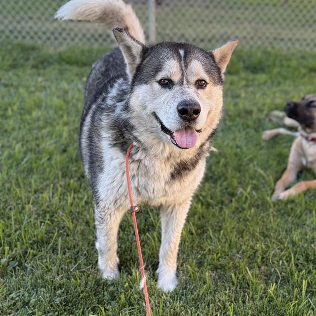 Humberto, a Alaskan Malamute, available for adoption