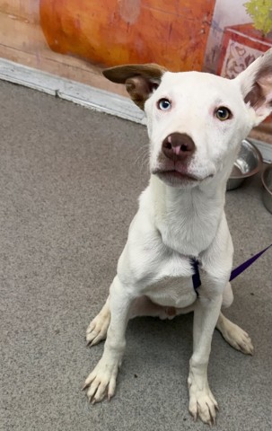Dexter, a Labrador Retriever (mix breed), available for adoption