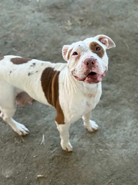 Smiley Miley, a Pit Bull Terrier (mix breed), available for adoption