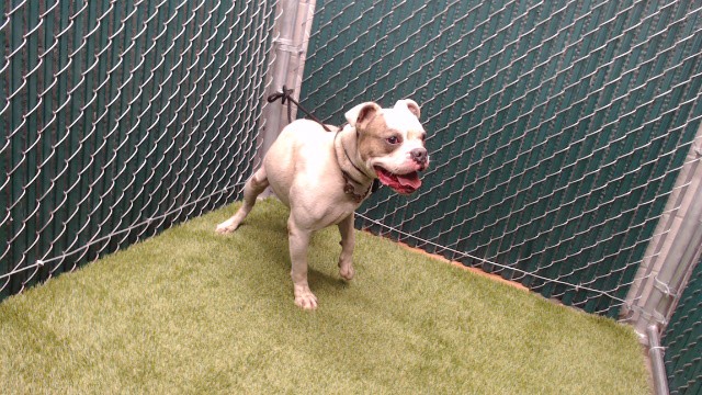 Firu, a Bullmastiff, available for adoption