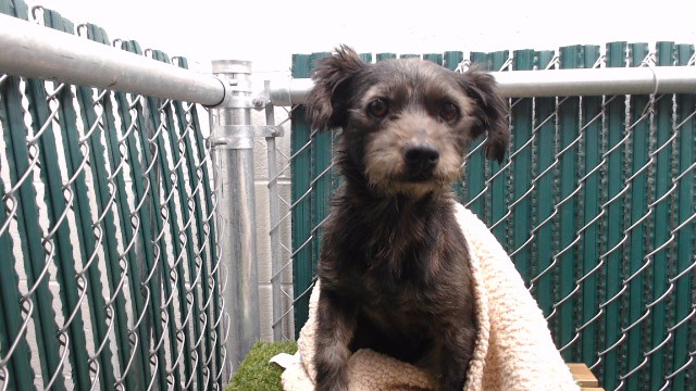 Tiny Tim, a Terrier, available for adoption
