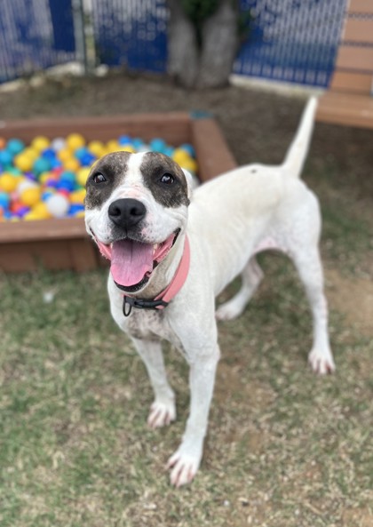 Kahlua, a Pit Bull Terrier, available for adoption