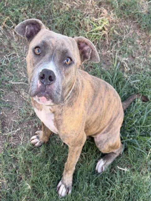 Cici, a Staffordshire Bull Terrier (mix breed), available for adoption