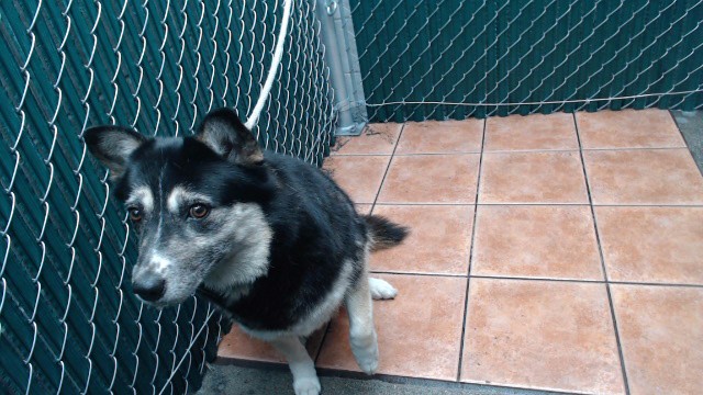 Lucy, a German Shepherd, available for adoption