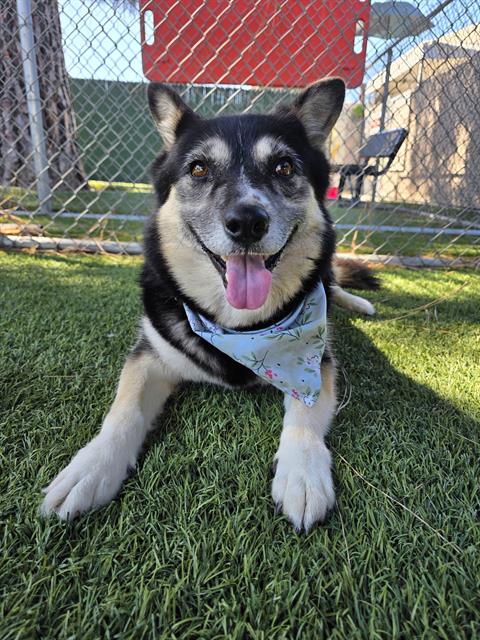 Adoptable pet photo