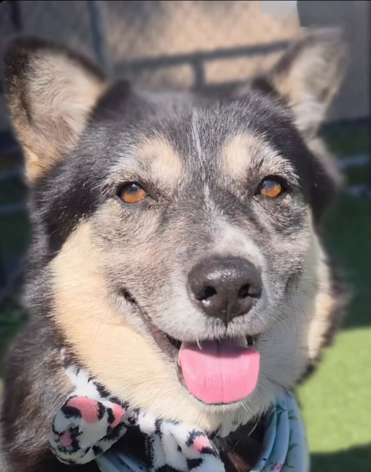 Lucy, a German Shepherd, available for adoption