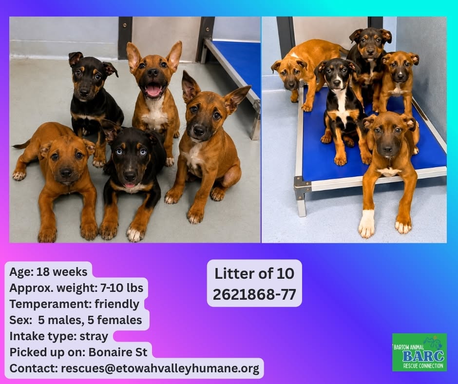 Litter Of 10, a Shepherd (mix breed), available for adoption