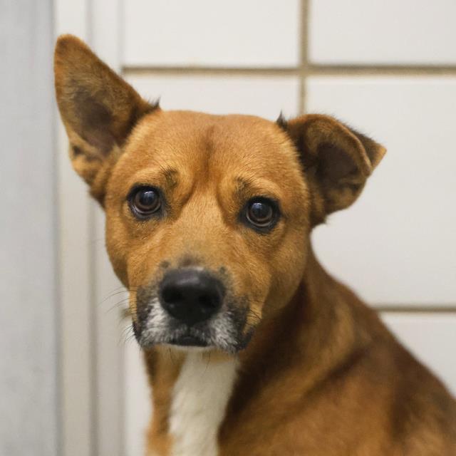 Bud, a Terrier (mix breed), available for adoption