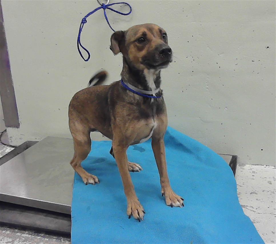 April, a American Staffordshire Terrier (mix breed), available for adoption