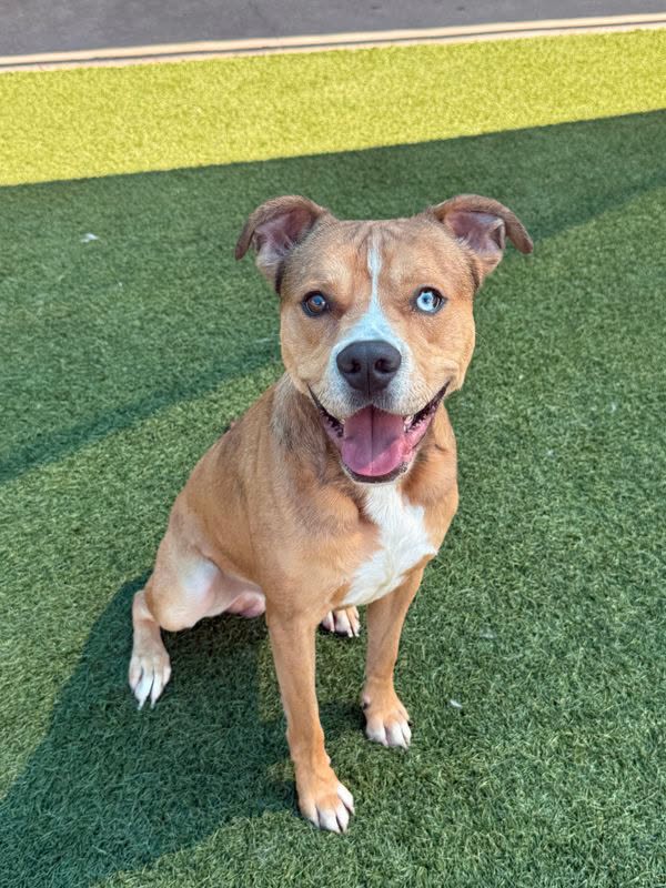 Barry, a American Staffordshire Terrier, available for adoption