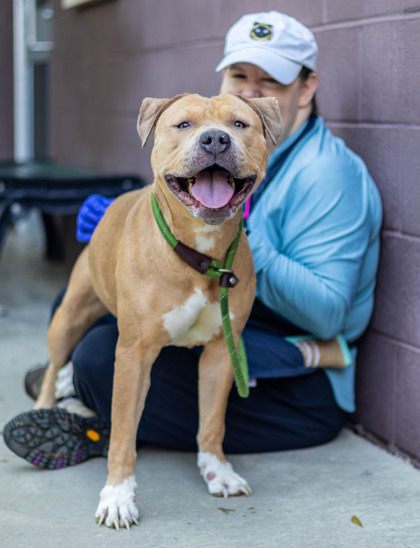 Sledgrass, a Pit Bull Terrier (mix breed), available for adoption