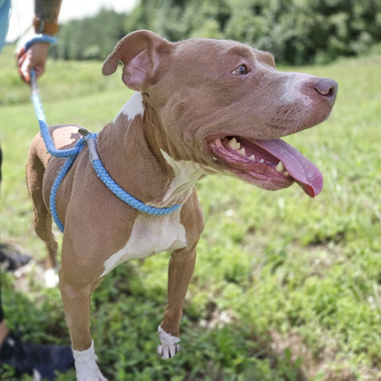 Sage, a Pit Bull Terrier (mix breed), available for adoption