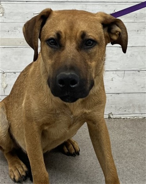 Wookie, a Labrador Retriever (mix breed), available for adoption