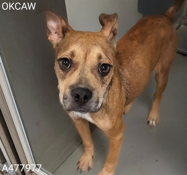 Adoptable pet photo