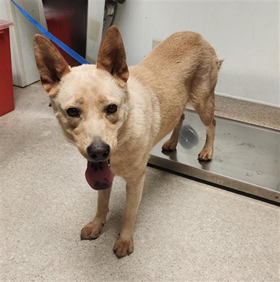 Adoptable pet photo