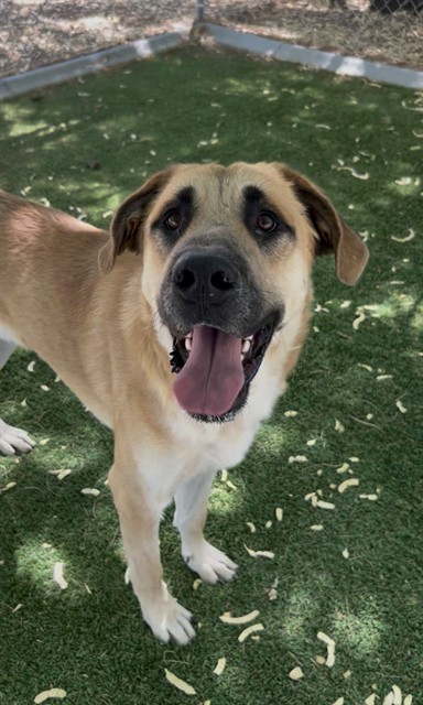 Cookie, a German Shepherd, available for adoption