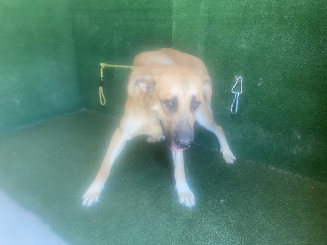 Adoptable pet photo