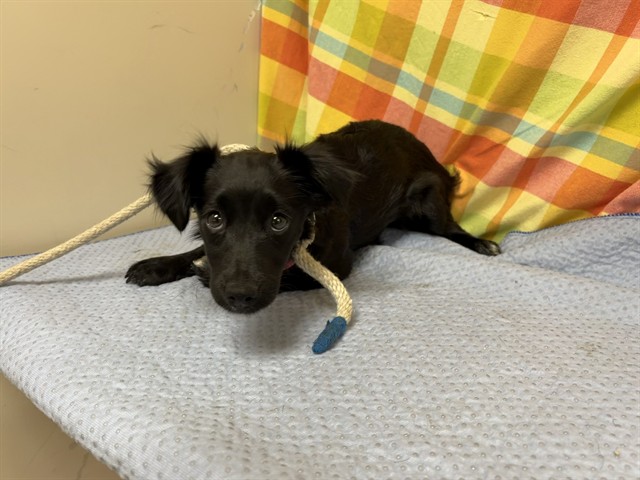 Adoptable pet photo