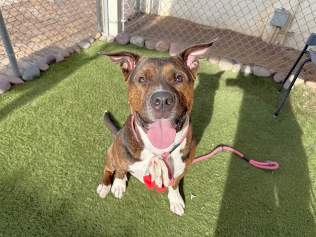 Adoptable pet photo