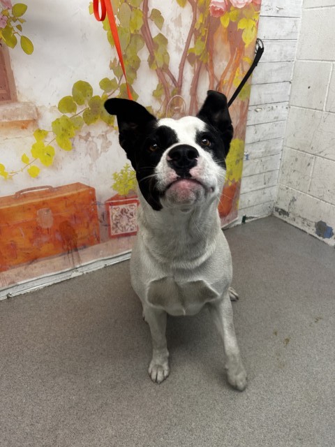 Pit Bull Terrier (mix breed) available for adoption