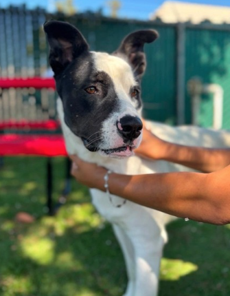 Chavo, a Pit Bull Terrier (mix breed), available for adoption