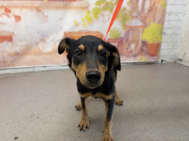 Australian Shepherd (mix breed) available for adoption