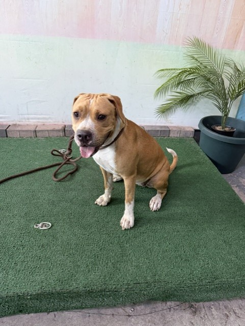 Princess, a Boxer, available for adoption