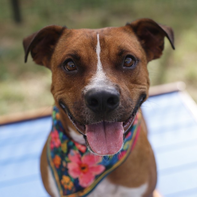 Ollie, a American Staffordshire Terrier (mix breed), available for adoption