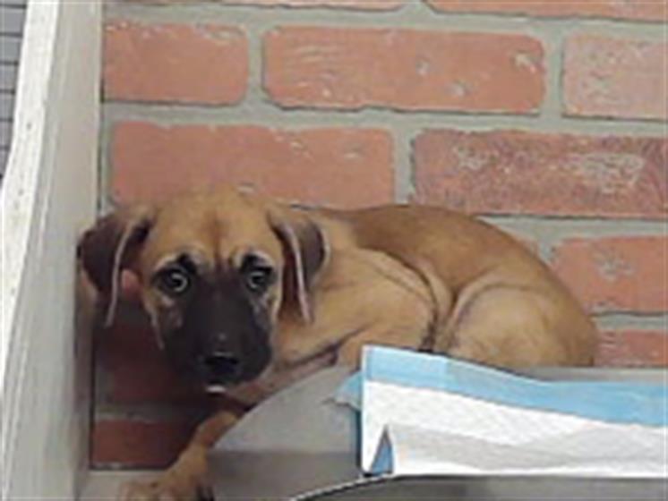 Lexi, a Staffordshire Bull Terrier (mix breed), available for adoption