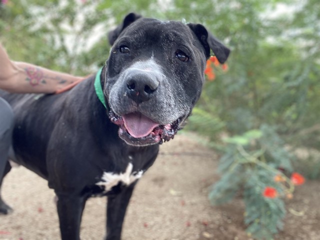 Mayor West, a Bullmastiff (mix breed), available for adoption
