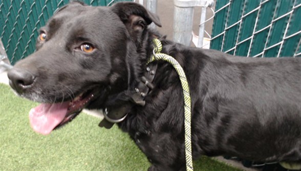 Armani, a Labrador Retriever, available for adoption
