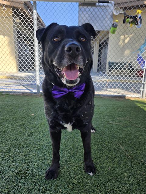 Armani, a Labrador Retriever, available for adoption