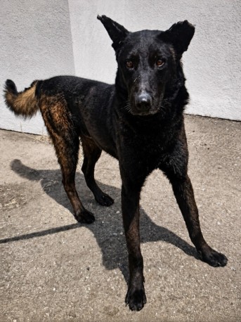 Brucey, a Dutch Shepherd, available for adoption