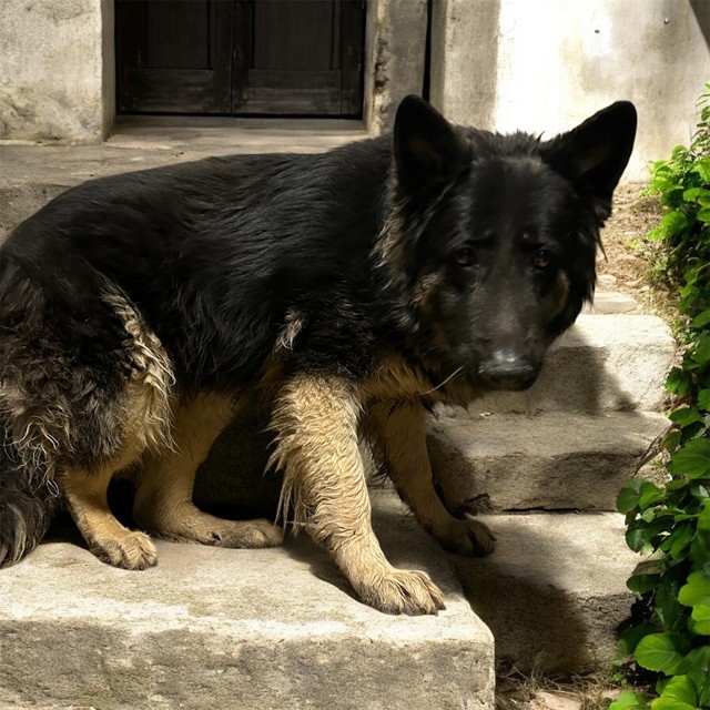 Max, a German Shepherd, available for adoption