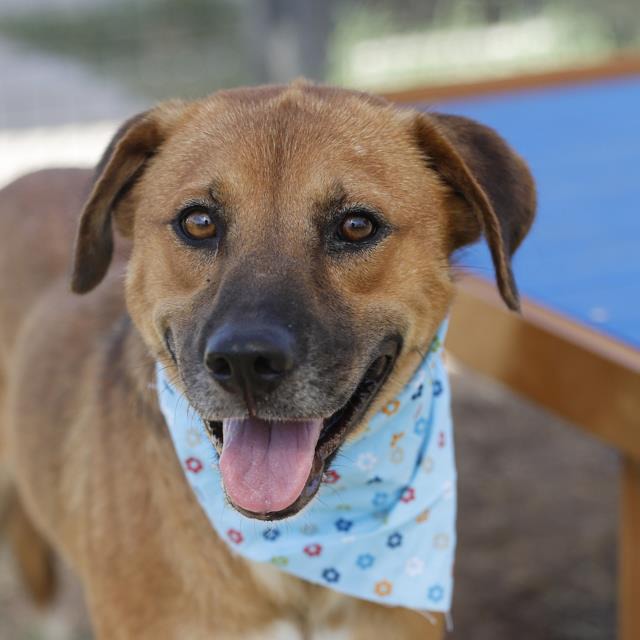 Julia Jay, a Shepherd (mix breed), available for adoption