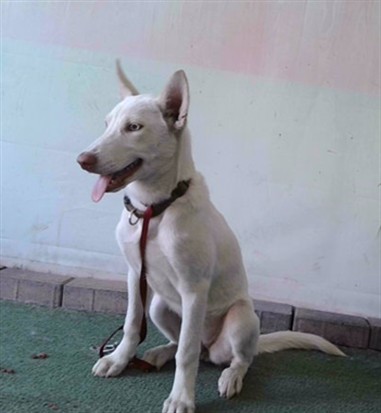 Louise, a German Shepherd, available for adoption