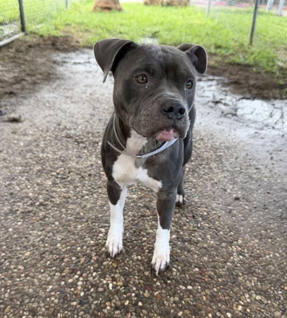 Landon, a Staffordshire Bull Terrier (mix breed), available for adoption