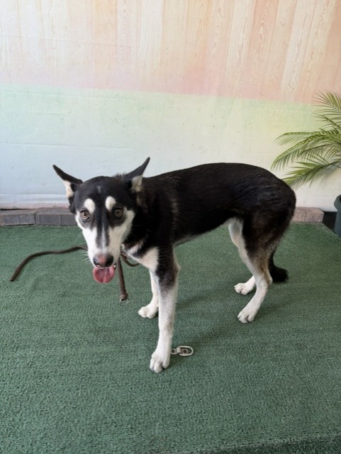 Nina, a Siberian Husky, available for adoption