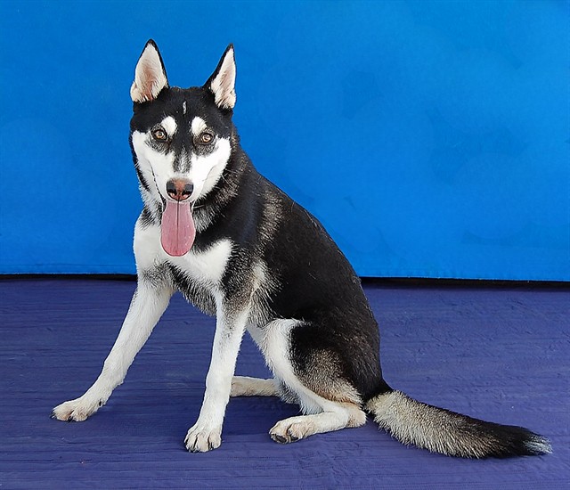 Nina, a Siberian Husky, available for adoption