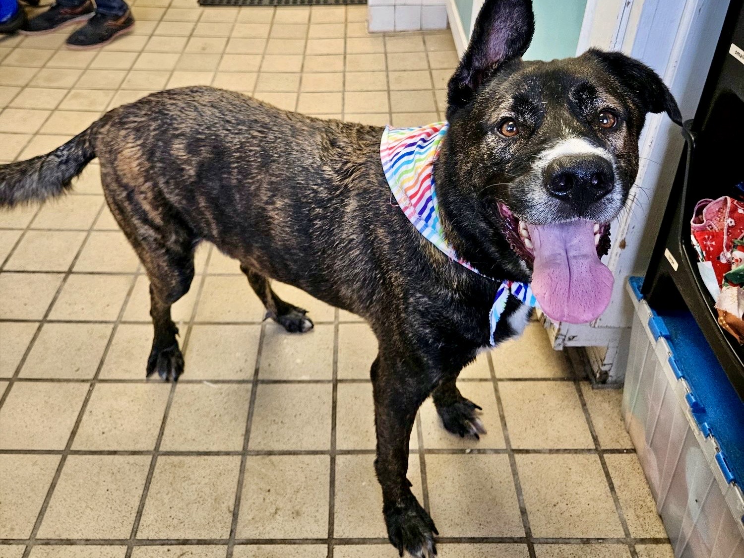 Kenji, a Dutch Shepherd, available for adoption