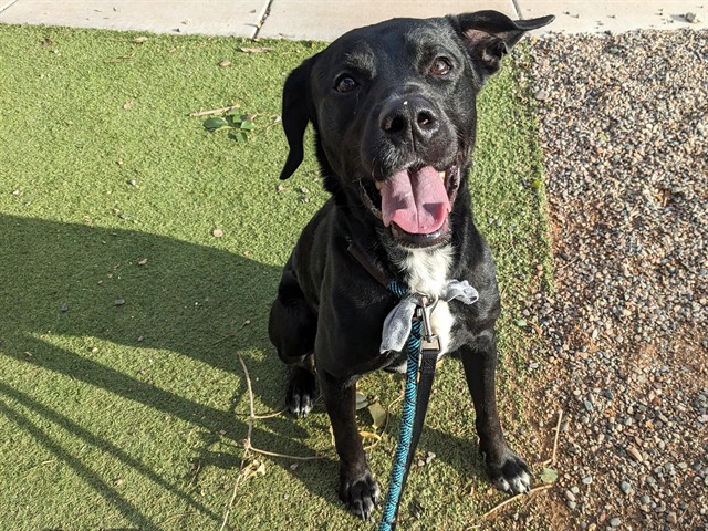 Durian, a Black Labrador Retriever (mix breed), available for adoption