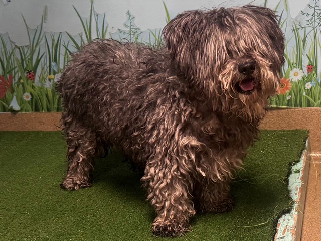 A5799042, a Poodle, available for adoption