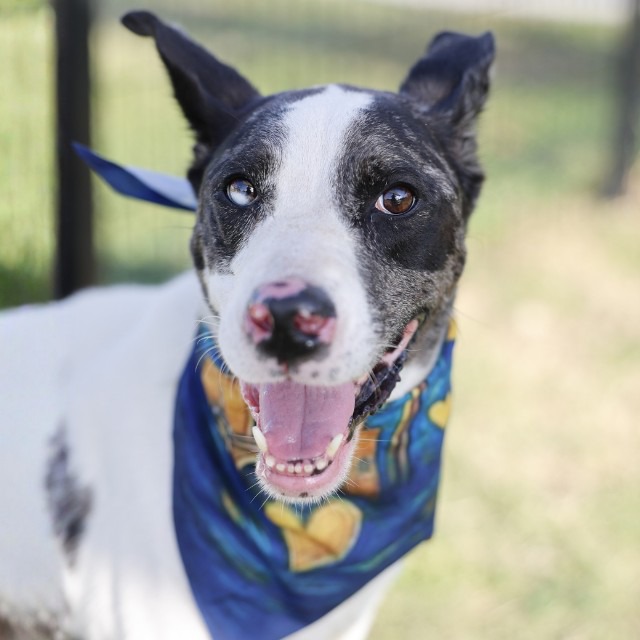 A823828, a American Staffordshire Terrier (mix breed), available for adoption