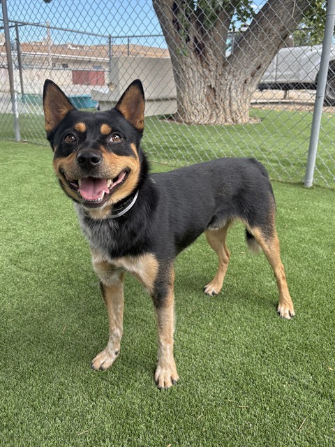Cooper, a Australian Cattle Dog/Blue Heeler, available for adoption
